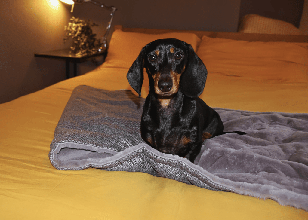Luxury Pet Blanket