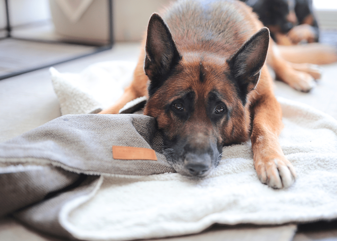 Luxury Pet Blanket