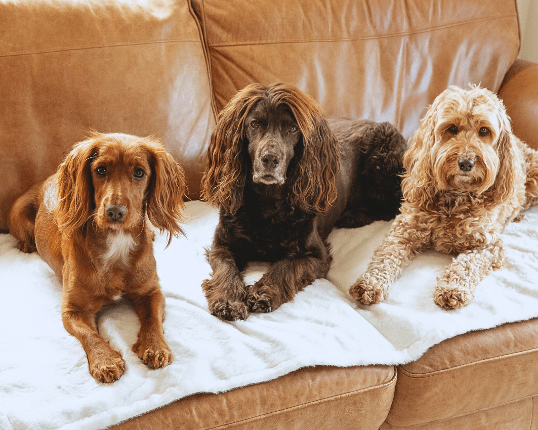 Luxury Pet Blanket