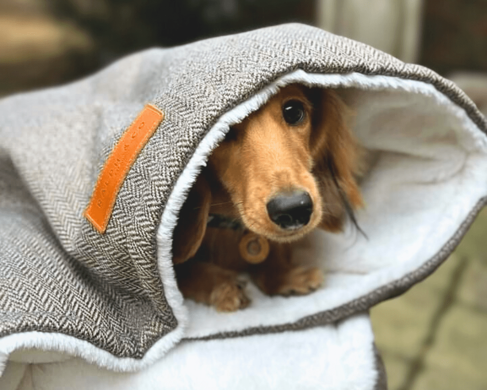 Luxury Pet Blanket